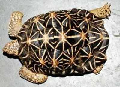 Srikurmam village temple in Andhra Pradesh breeds 55 baby star tortoises