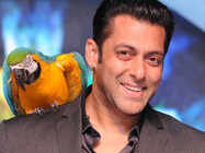 5 reasons why Salman Khan host Bigg Boss 9