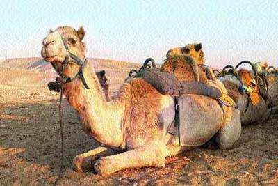 Camel milk, the new superfood?