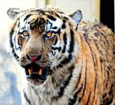 Man eating tigers on prowl in Madhya Pradesh