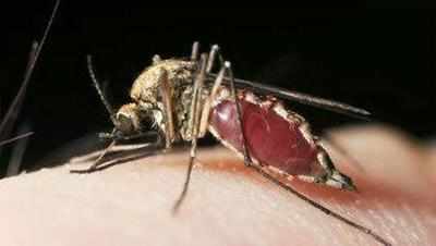 Genetically modified mosquitoes to check dengue menace?