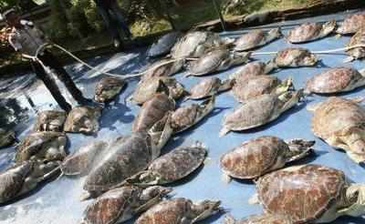 175 turtles recovered in Lucknow, released in Ganga