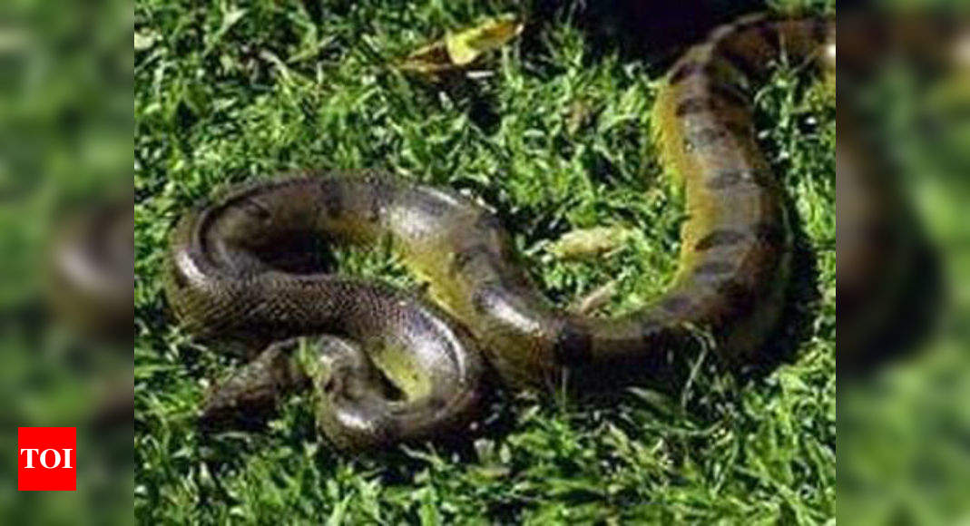 Green Anaconda Hatchling Born In Mysore Zoo Times Of India