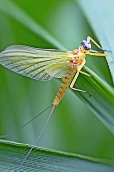 New species of mayfly discovered in India