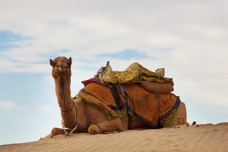 Camel safari