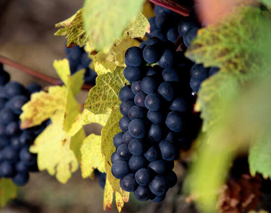 Vintage Wines