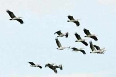 Goa's Carambolim lake to have bird watching site