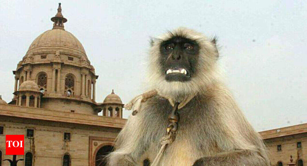 Now, men ape langurs in Lutyens’ Delhi | Delhi News - Times of India