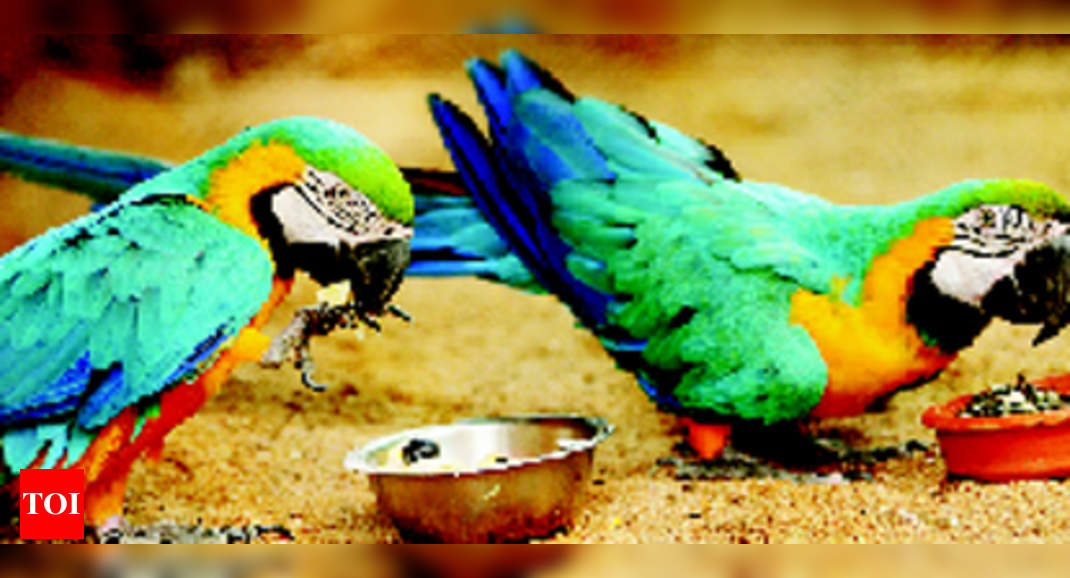 A Pair Of Macaws For 1 2 Lakh Exotic Birds Up For Sale In Gurgaon Gurgaon News Times Of India,Black Capped Conure Price