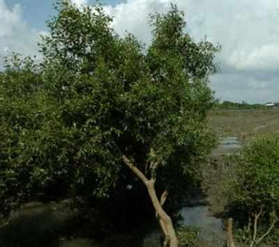 Sunderbans mangrove trees losing capacity to absorb CO2: Study