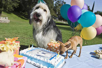 Give your pet a 'happy birthday paw-rty'!