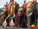 Dasara elephants arrive in Mysore