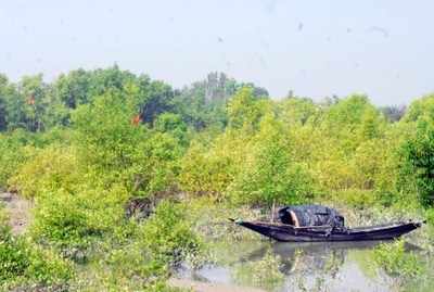 In a first, tigress set free in Sunderbans