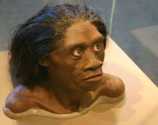 Orang Pendek or the little man of the forest