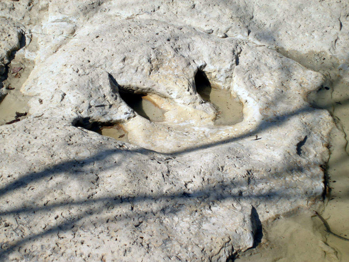 Mokele mbembe in Congo