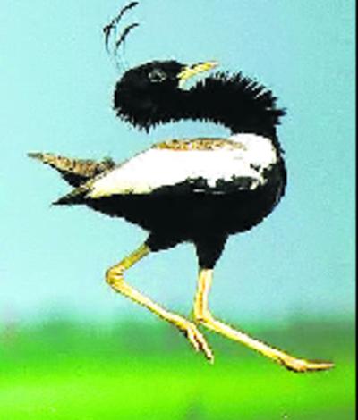 Lesser Floricans tagged to trace migration pattern