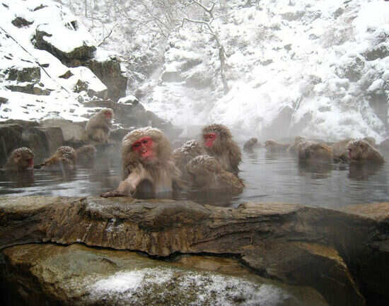 Jigokudani