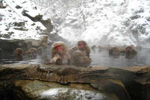 Jigokudani