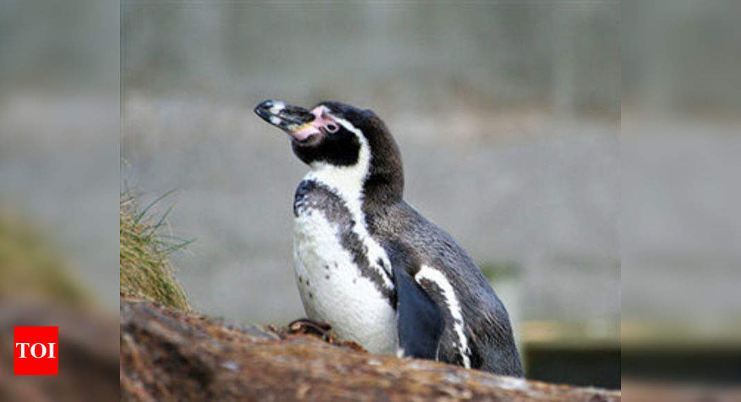 6 Penguins For Mumbai Zoo At Rs 2 4cr Upkeep Rs 19cr Mumbai News Times Of India