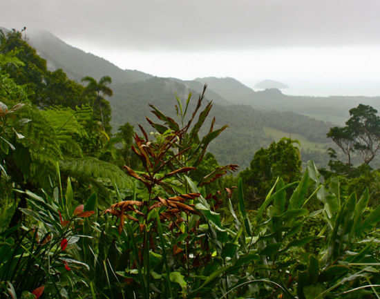 Daintree