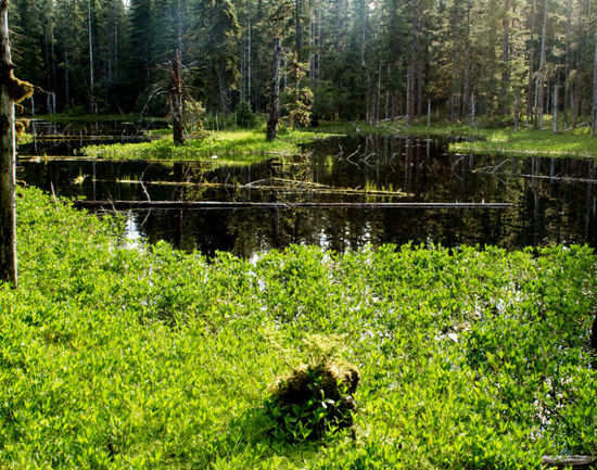 Alaska's Backcountry Rainforest