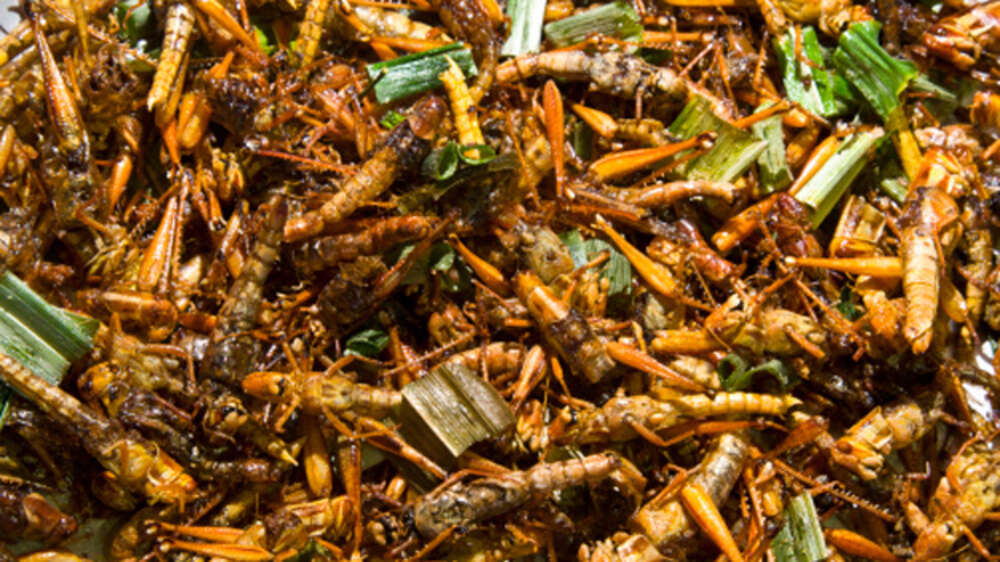 Insect eating craze in Thailand | The Times of India