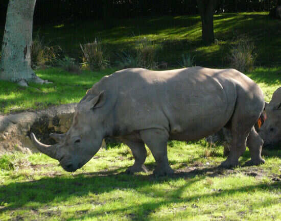 Animal Kingdom