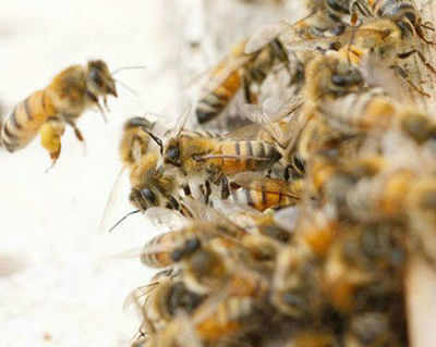 Govt to ban pesticides harming bees