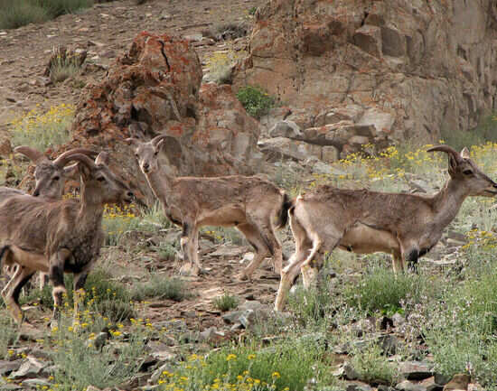 Hemis National Park