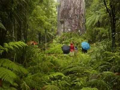 Arunachal sets example: 70% afforestation achieved