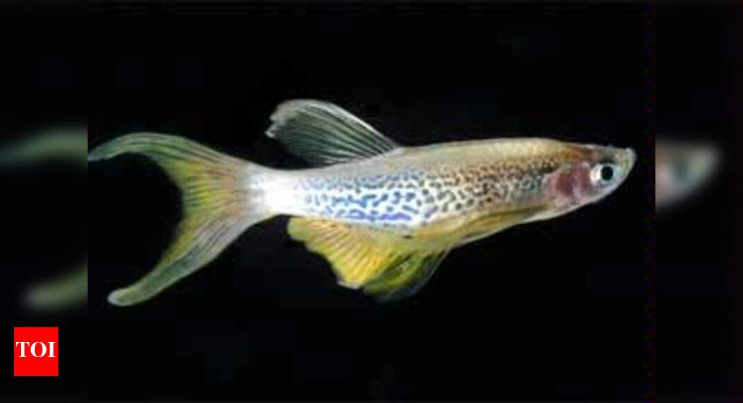 How the zebrafish gets its stripes found - Times of India
