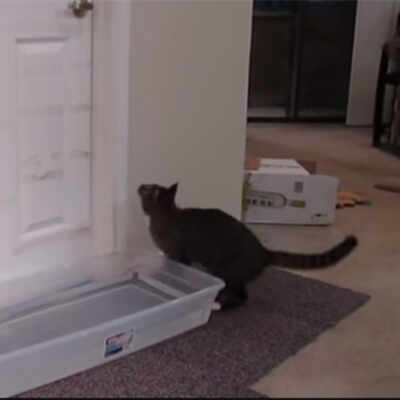 This Cat Is Too Smart For His Owner! - Times of India
