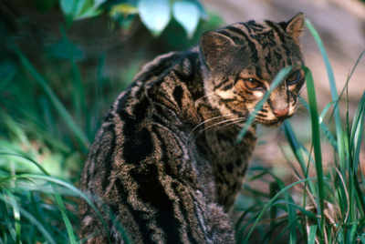 Elusive marbled cat sighted in Buxa Tiger Reserve