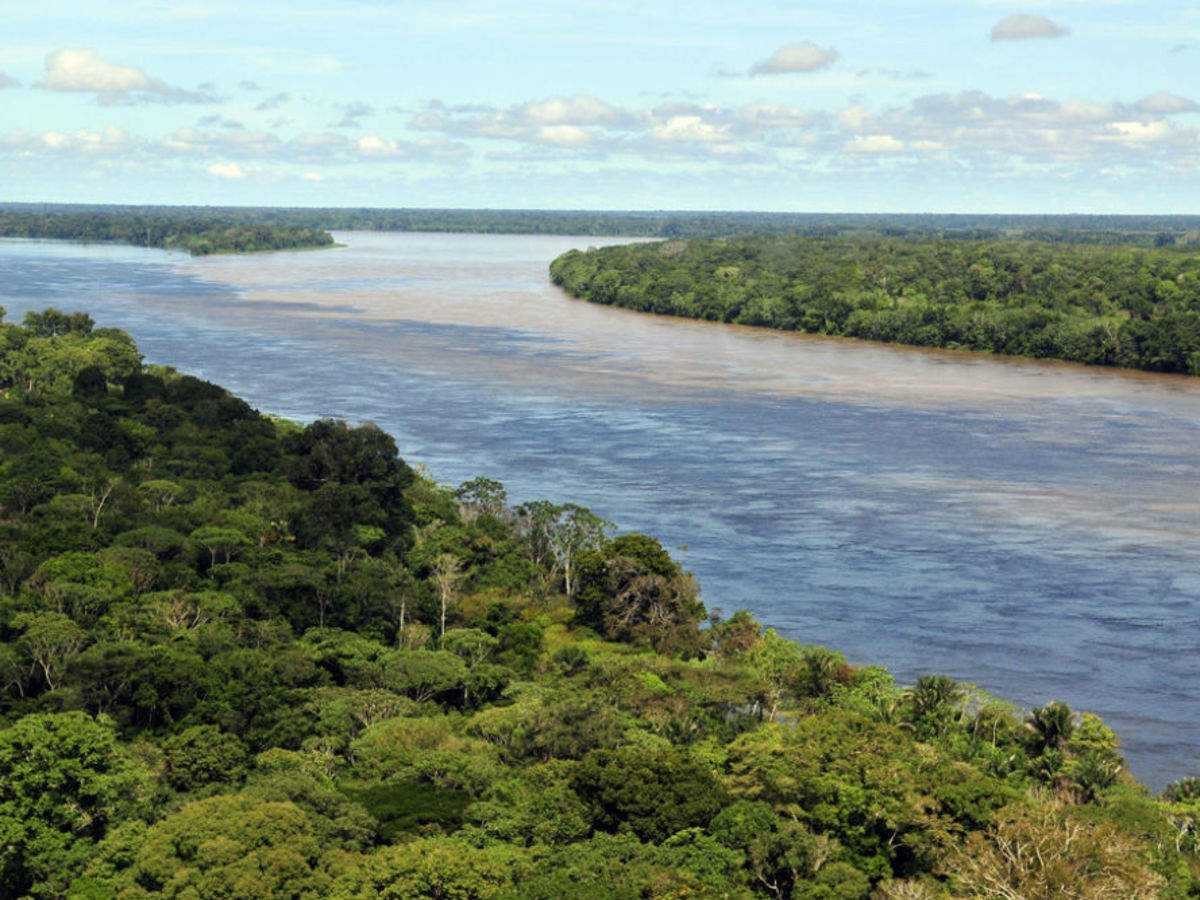 The  Rainforest in Brazil