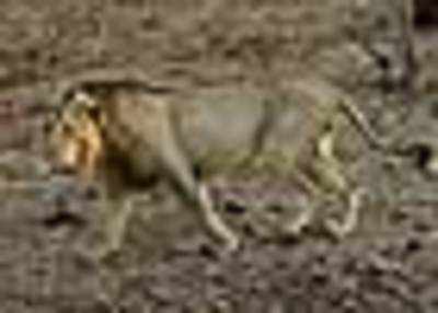 300 hectares of Gir razed in fire - Times of India