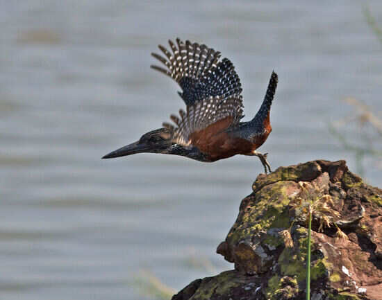 Birds of Kakadu