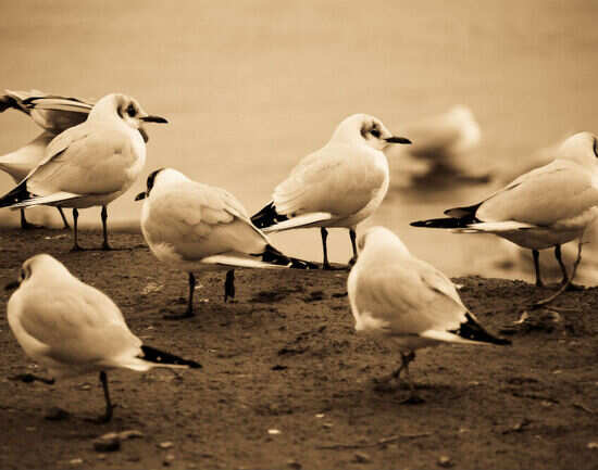 Birding around Murchison Falls and Budongo