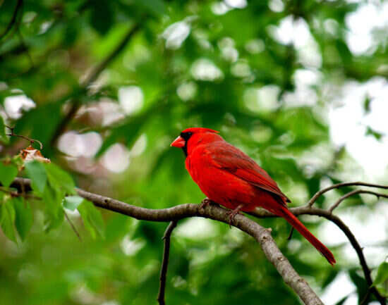 Birdwatching in Tiritiri Matangi