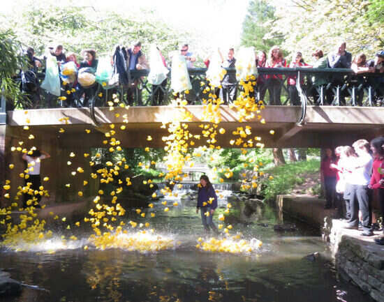 T&uuml;bingen Duck Race