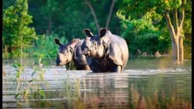Javadekar promises rhino protection force for Assam