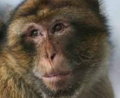 Zoo clueless as macaque dies, carcass rots for 3 weeks