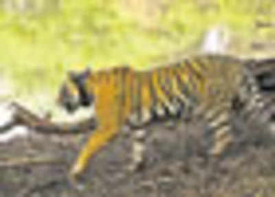 Tigress trans-located to Panna tiger reserve