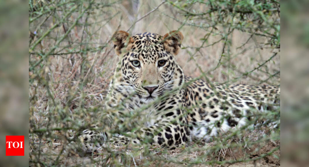 Leopard found dead in Betul - Times of India