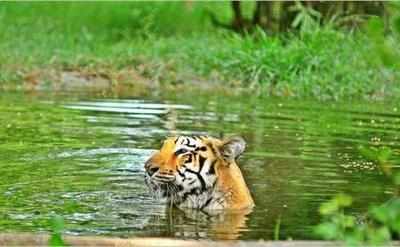 Forest department tries to explain away missing tigers