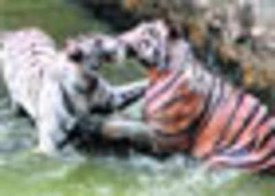 White tigress gives birth to 3 cubs in Vandalur zoo