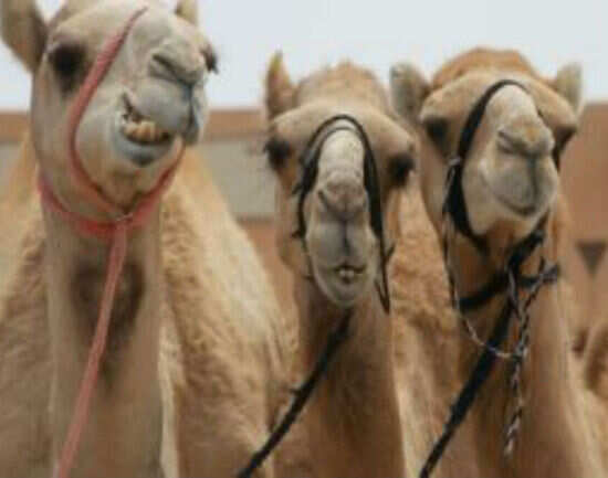 Al Ain camel market
