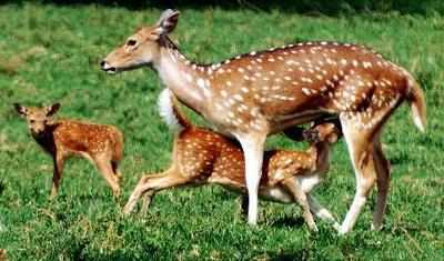 Rajapur forest belt sees 20% rise in deer, blackbuck population in 2 years