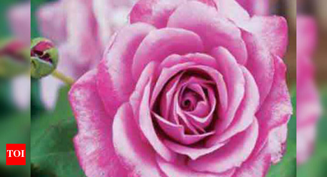 Rose Flower Meaning In Telugu Best Flower Site