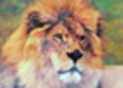 Gujarat opposes Centre's plan to relocate lions