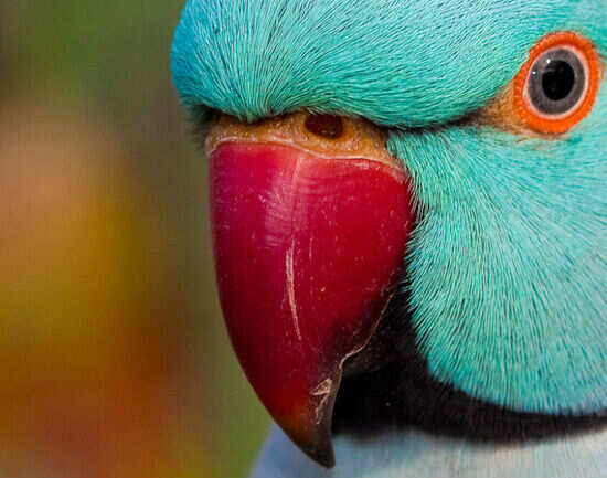 Kuala Lumpur Bird Park